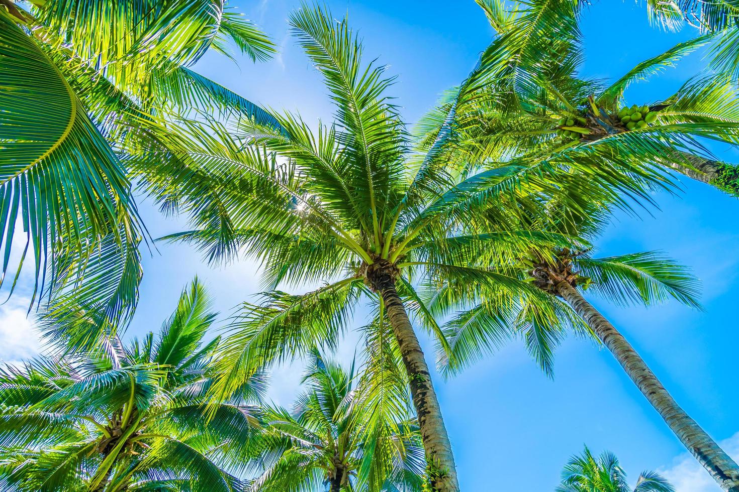 palmera de coco en el cielo azul foto