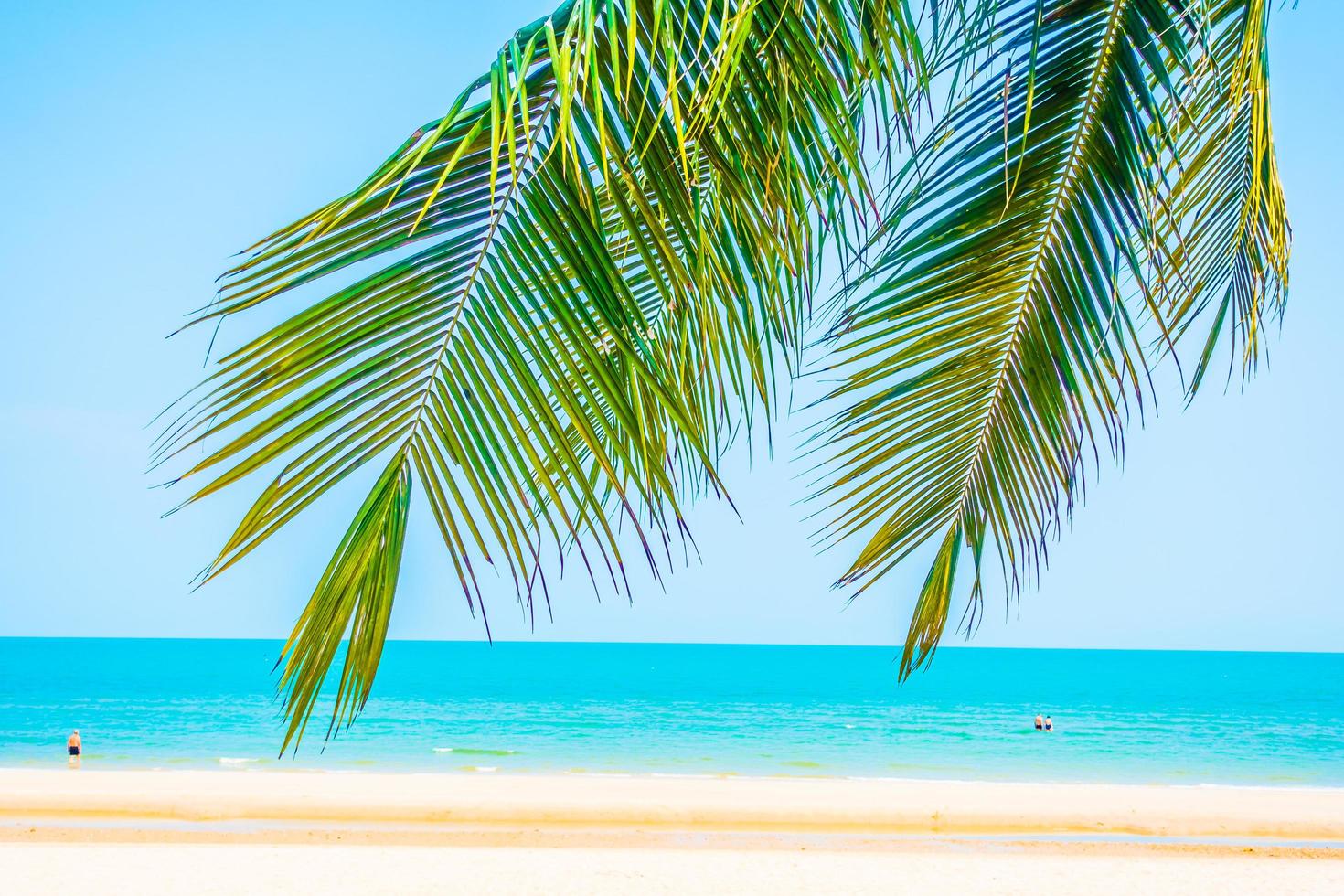 hermosa palmera en la playa foto