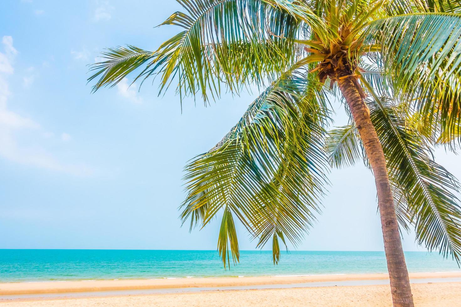 Beautiful palm tree on the beach photo