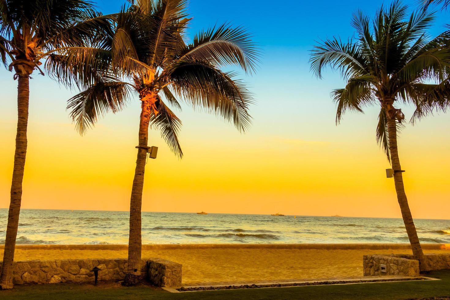 Palm tree on the beach photo