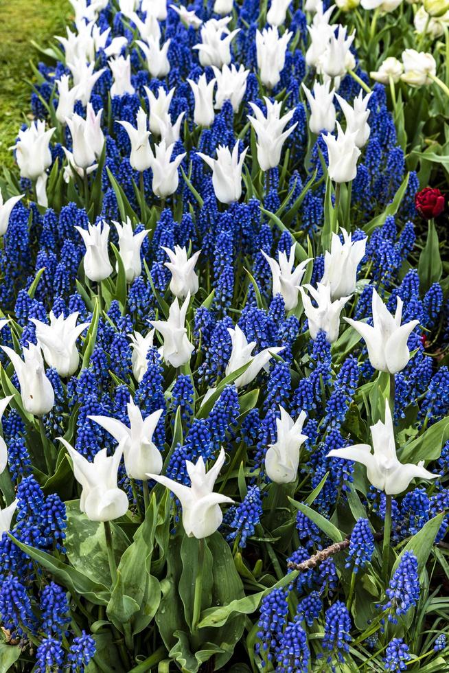 flores blancas y altramuces azules foto