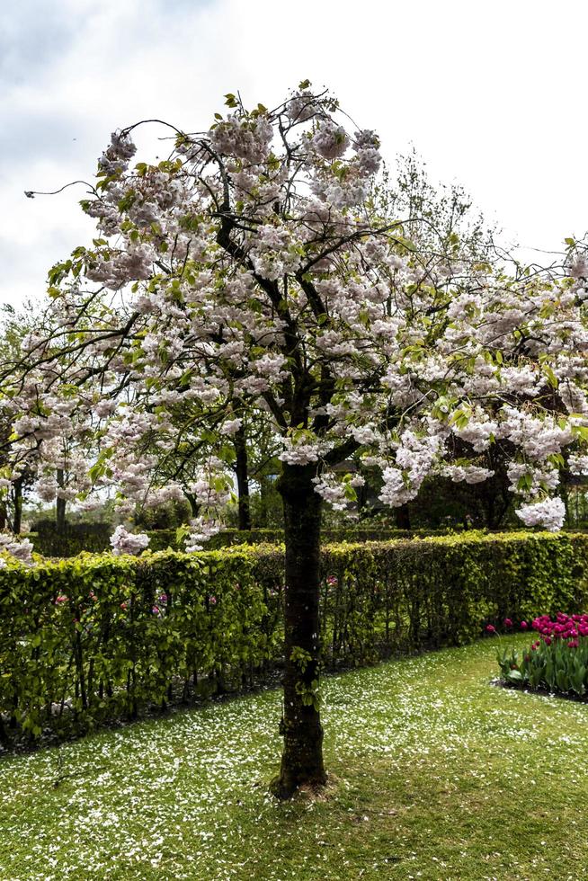 árbol de flor de cerezo japonés floreciendo foto