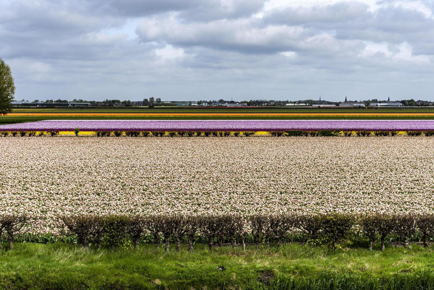 Grandes campos agrícolas de flores cortadas. foto