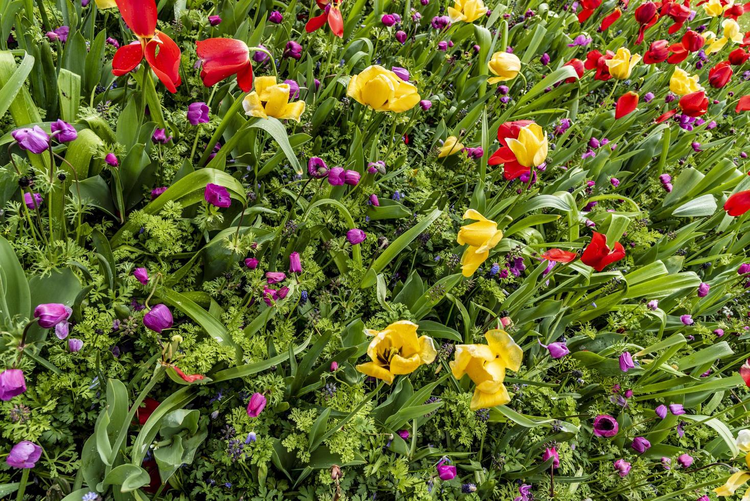 Multicolored spring flowers in the garden photo