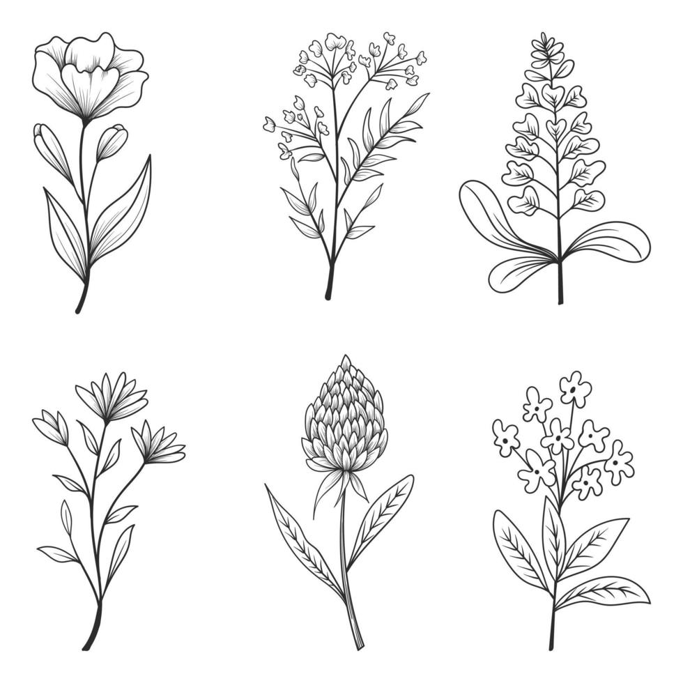 colección de hermosas hierbas y flores silvestres y hojas aisladas sobre fondo blanco. vector