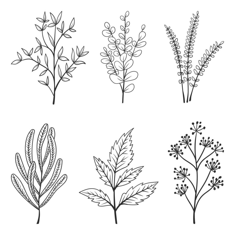 Collection of beautiful herbs and wild flowers and leaves isolated on white background. vector