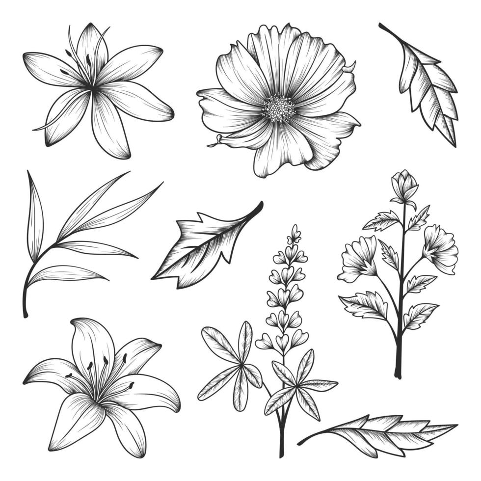 Collection of herbs and wild flowers and leaves isolated on white background. vector