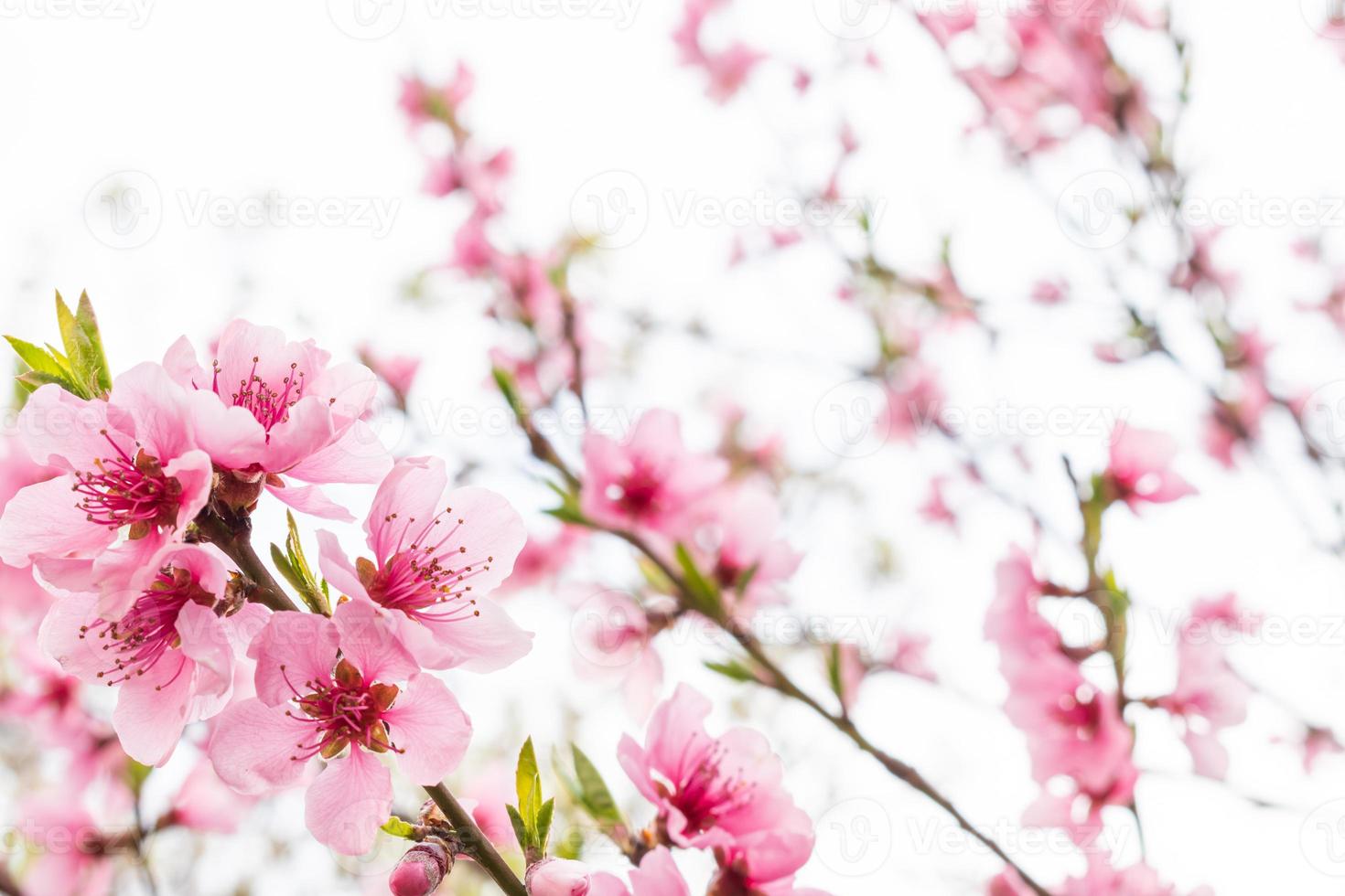 Blooming pink sakura flower with sky background photo