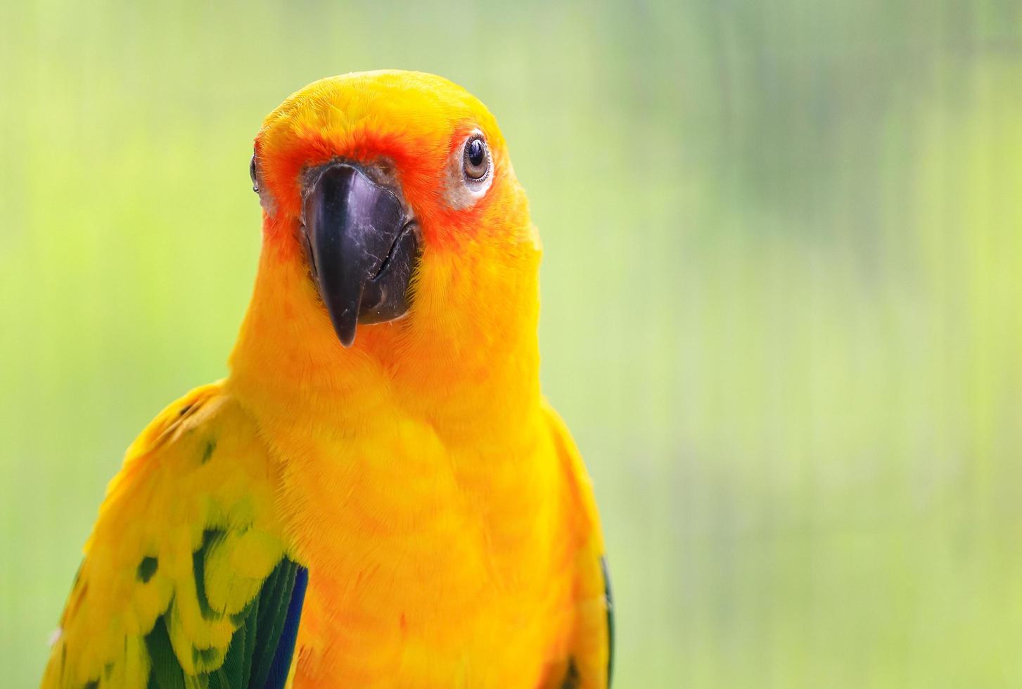 Sun conure parrot birds on the branch, the most beautiful bird in the world photo