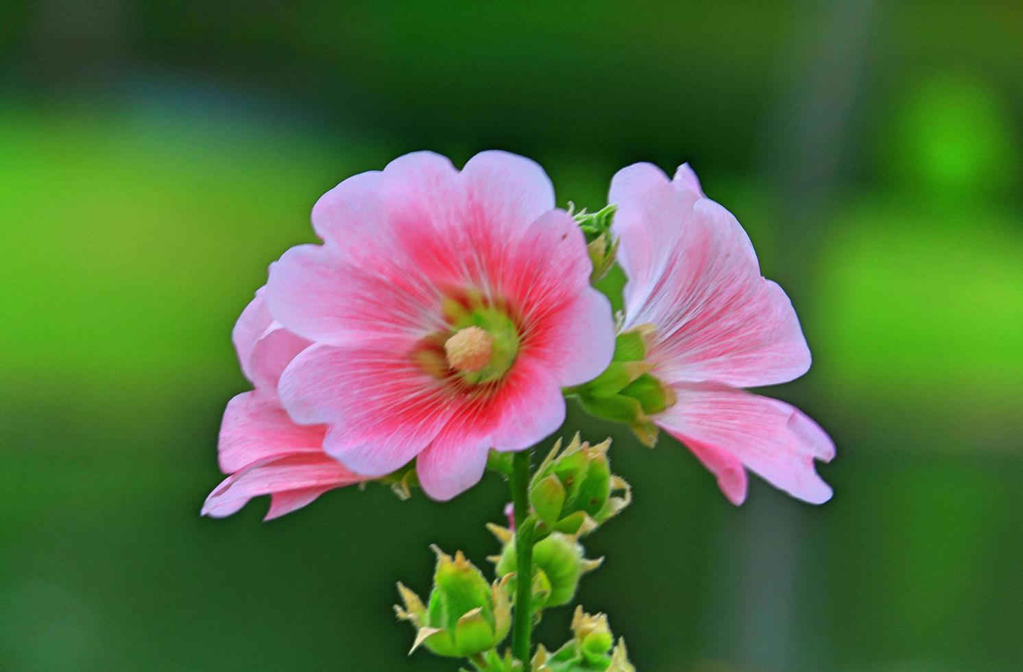 flores de malva rosa que florecen en el jardín foto