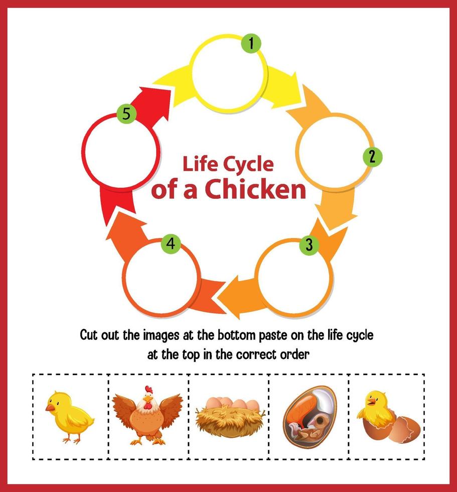 Diagram showing life cycle of Chicken vector