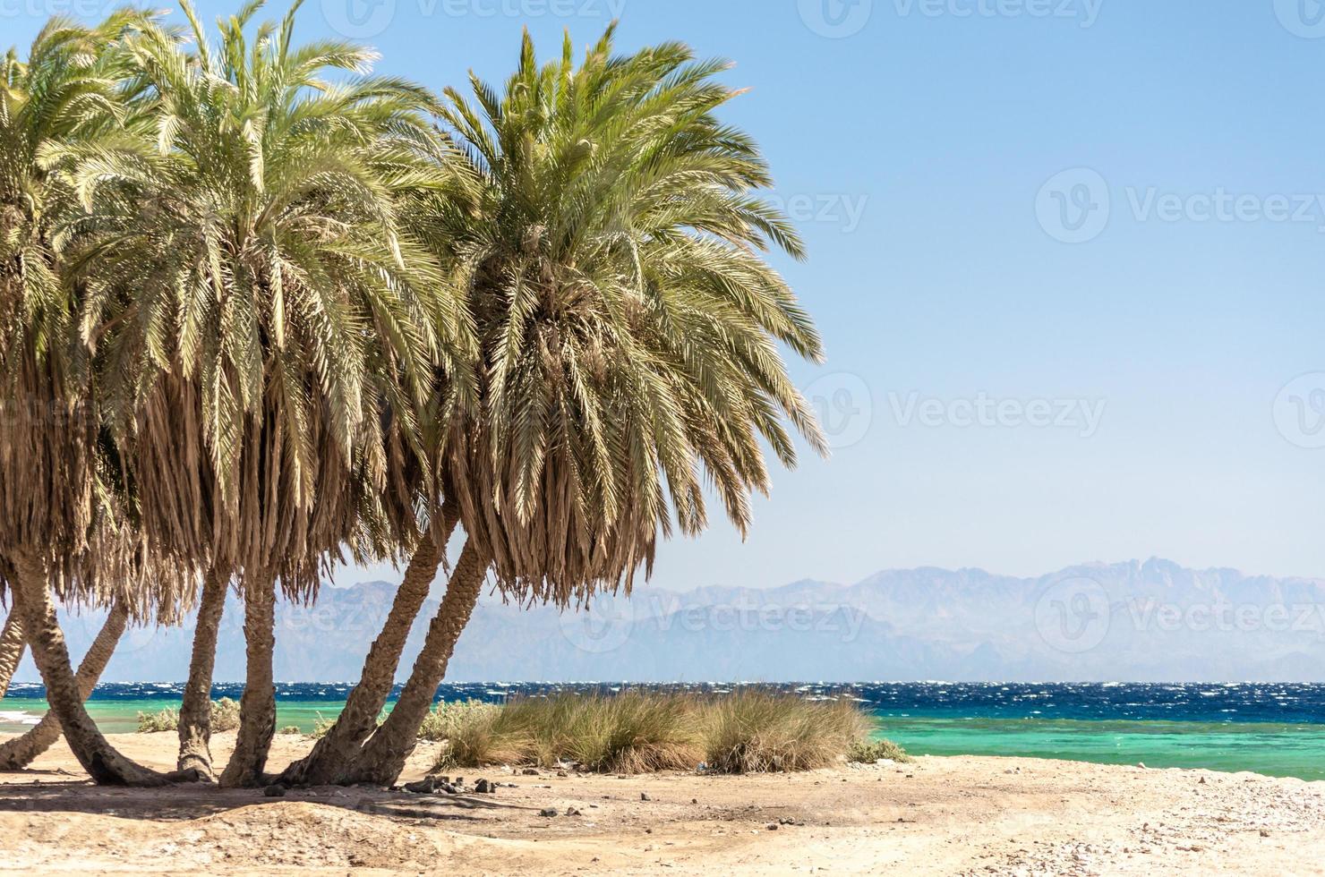 Palm trees with the ocean and mountains in the background photo