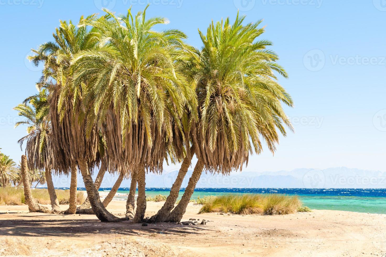 Group of palm trees photo