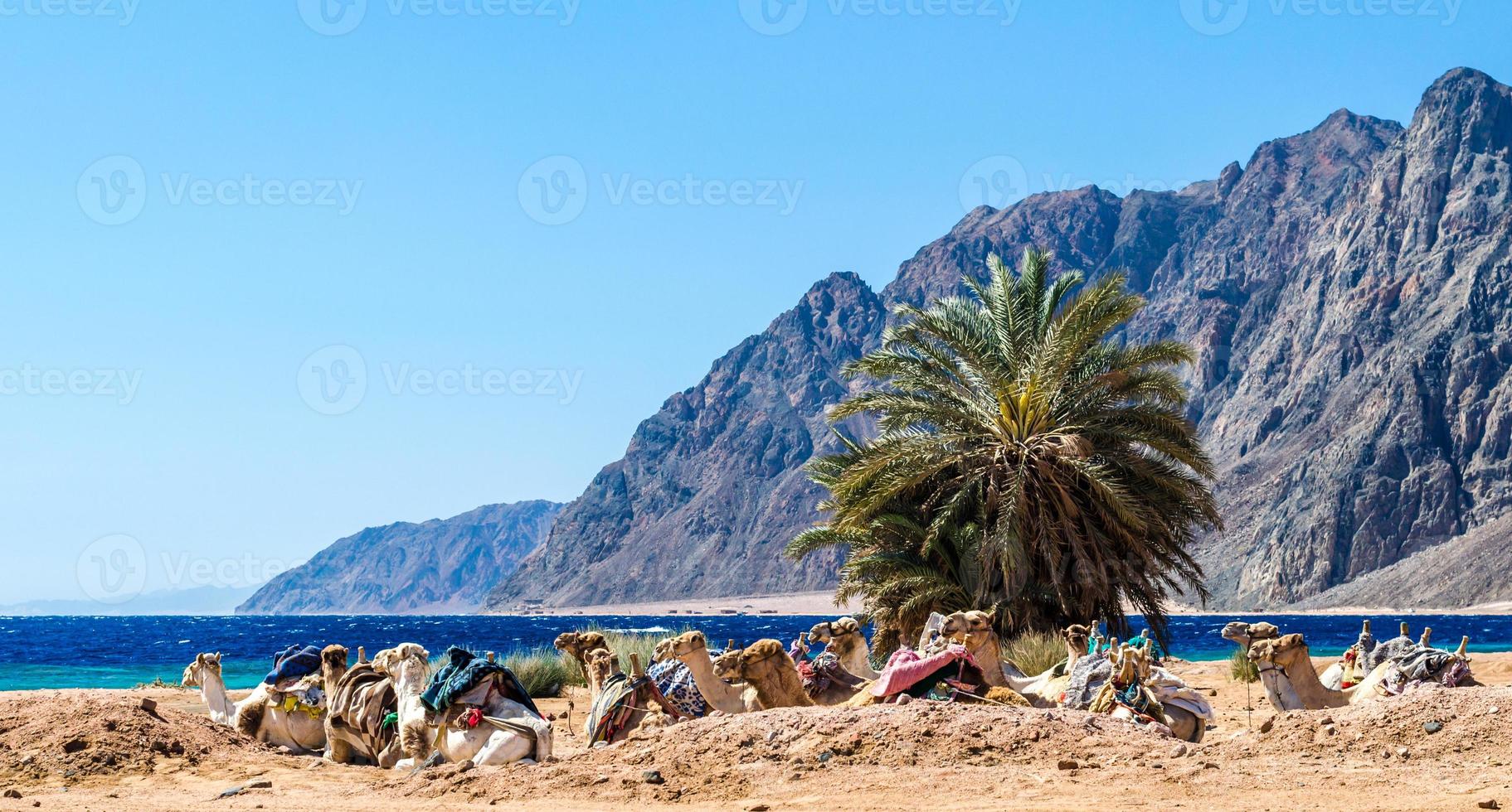 Camels in the sand photo