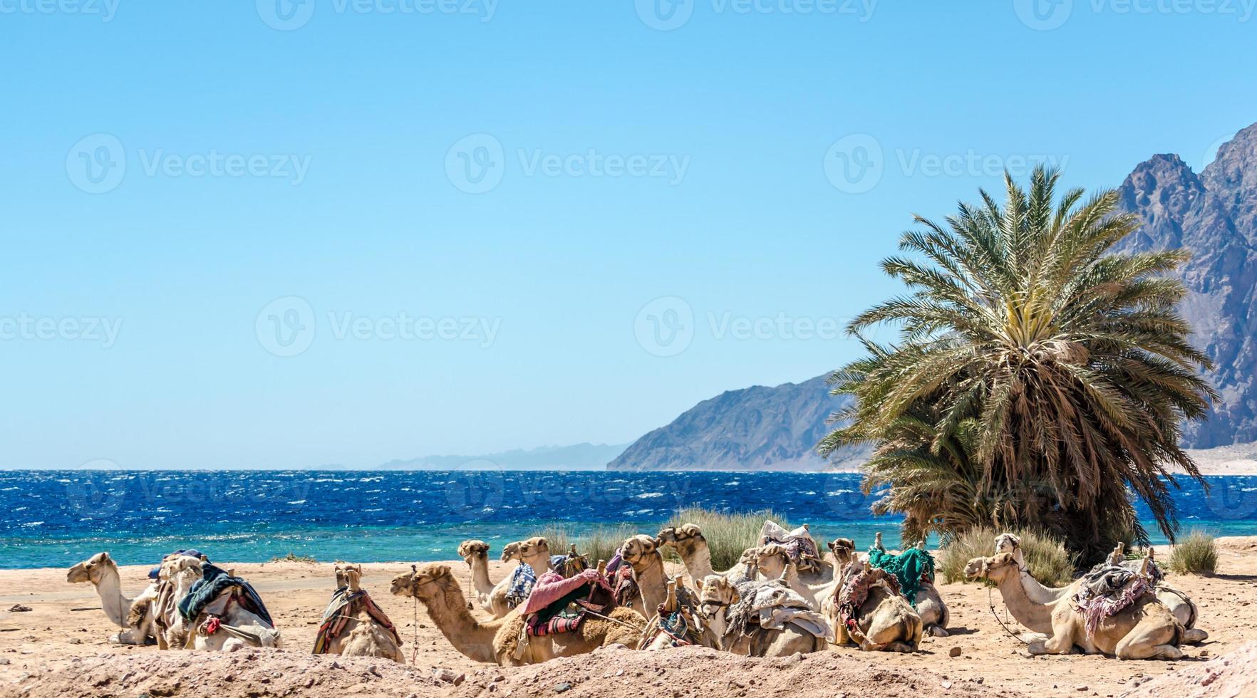 Group of camels in the sand photo