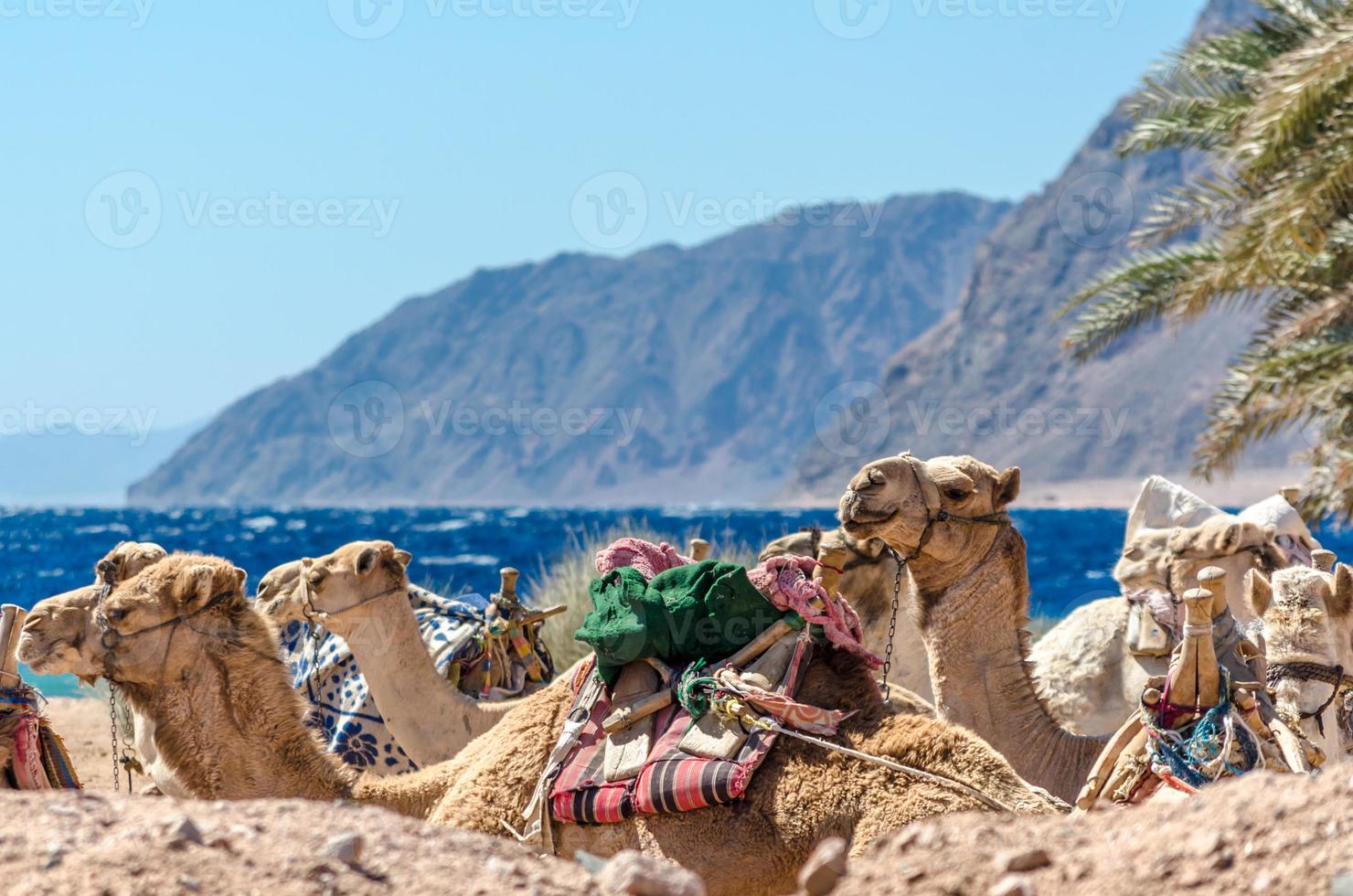 Close-up of a group of camels photo