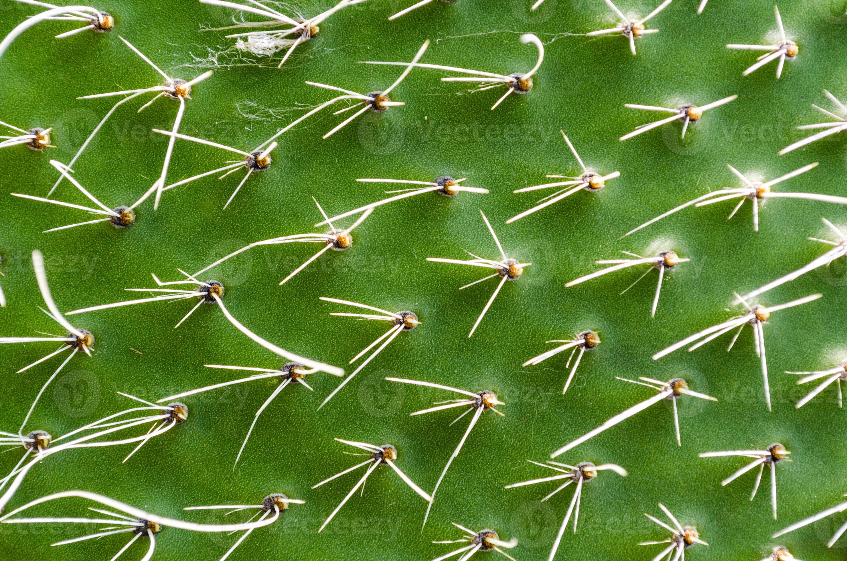 Green cactus texture 2203563 Stock Photo at Vecteezy