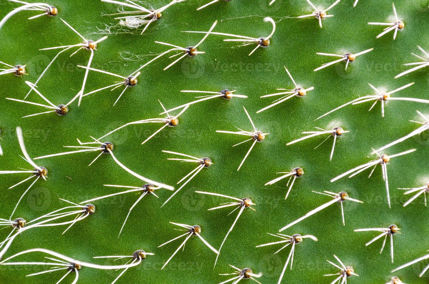 textura de cactus verde foto