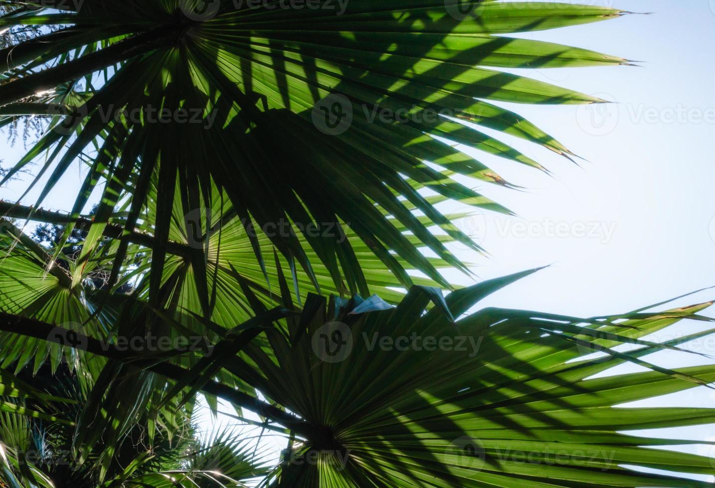 Palm leaves against blue sky photo