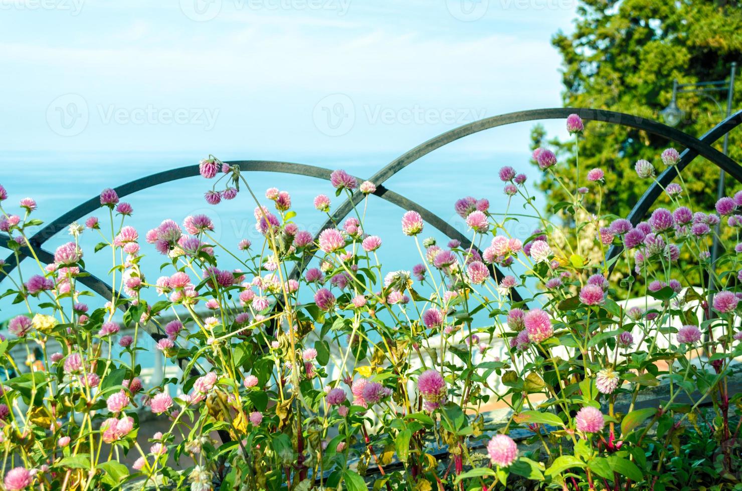 Bright flowers with the ocean in the background photo