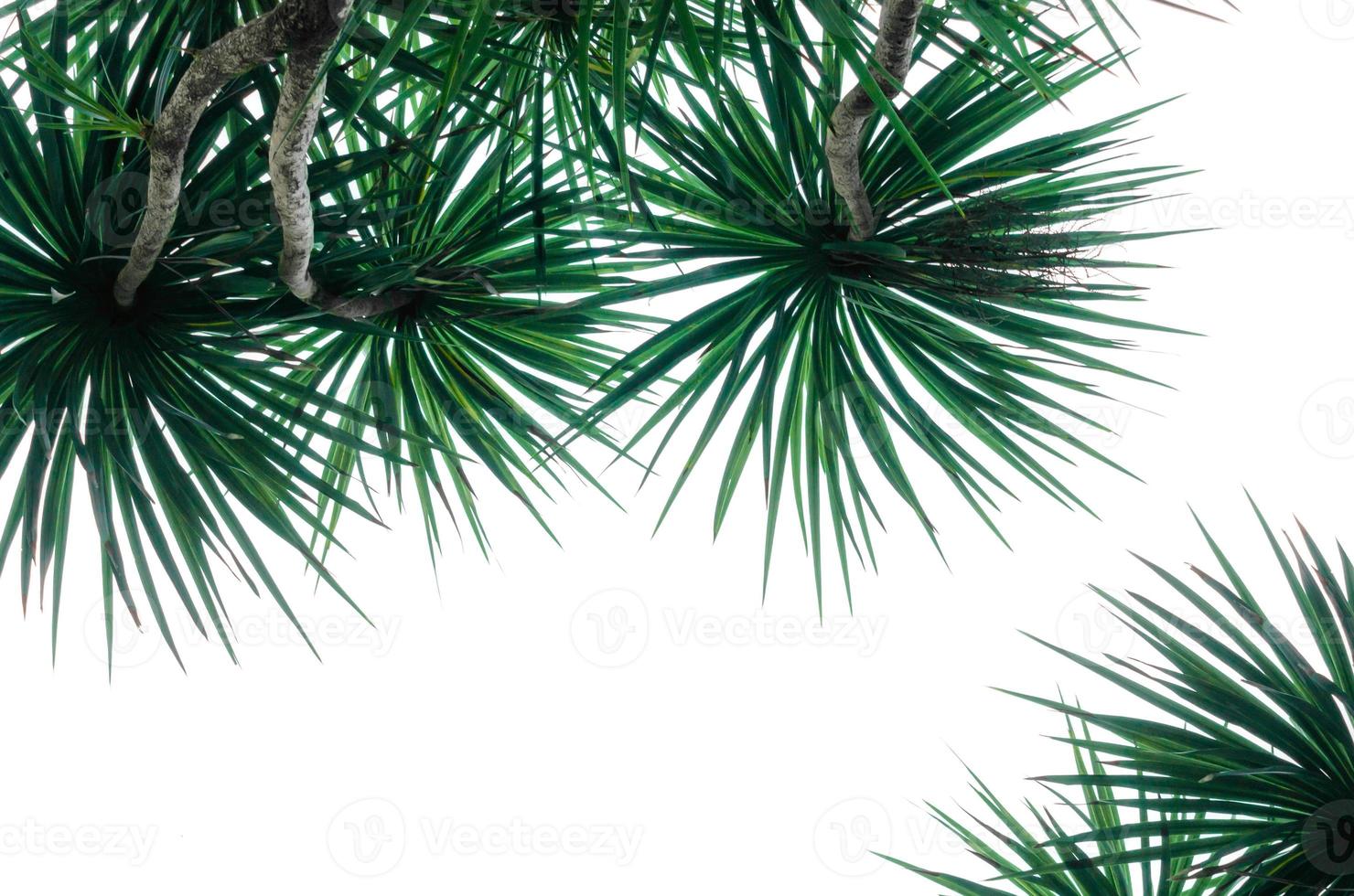 Isolated tropical plants photo