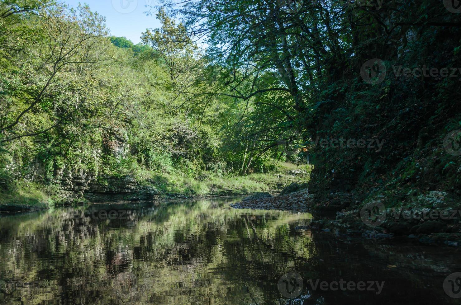 árboles verdes y un río foto