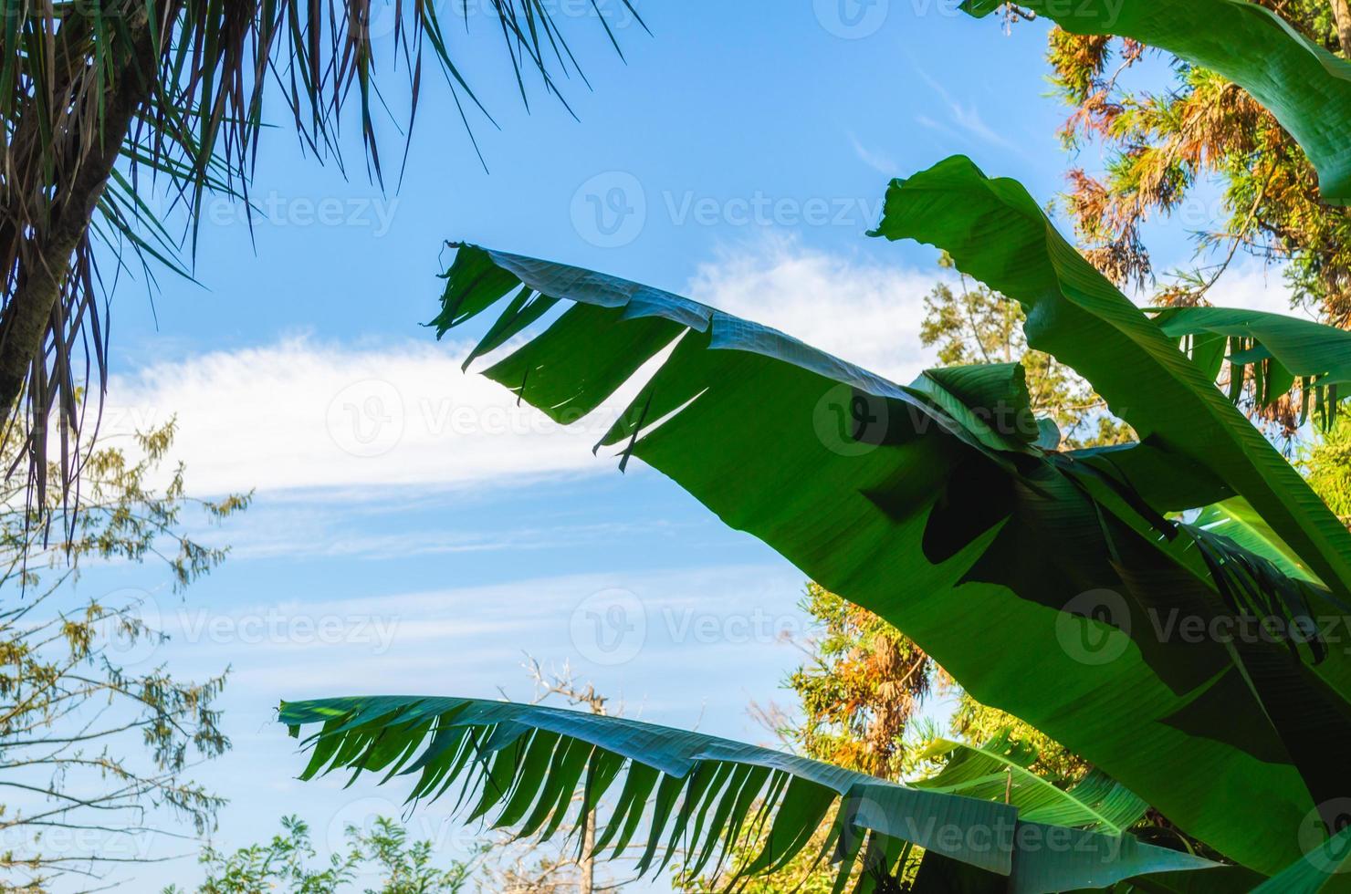 Tropical palm leaves against the sky and clouds photo