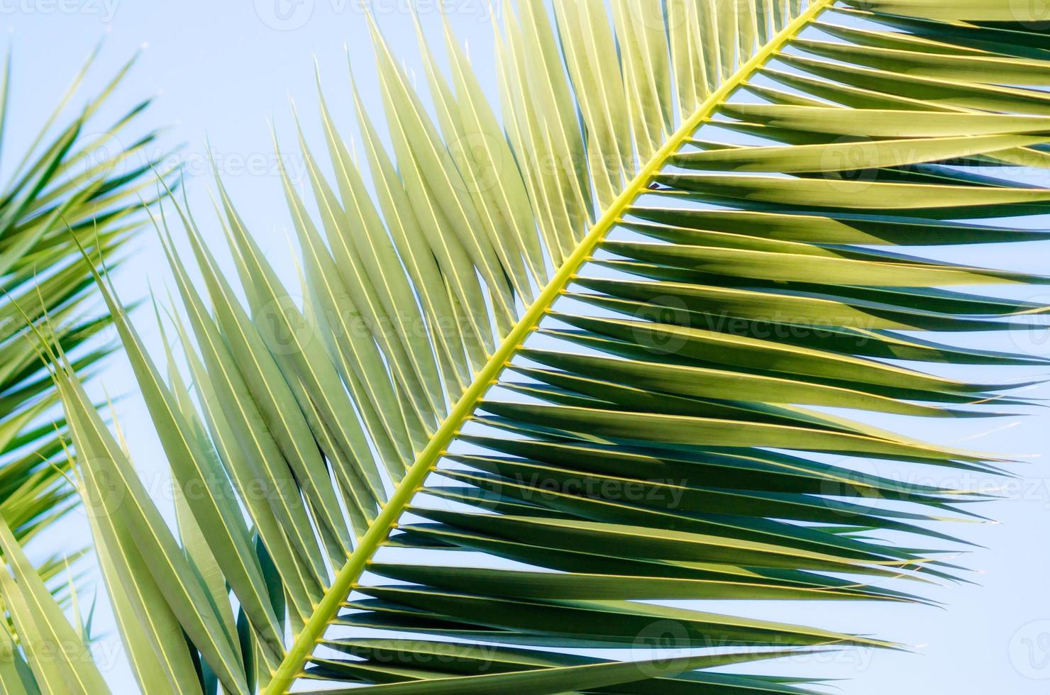 Palm leaves in the sky photo