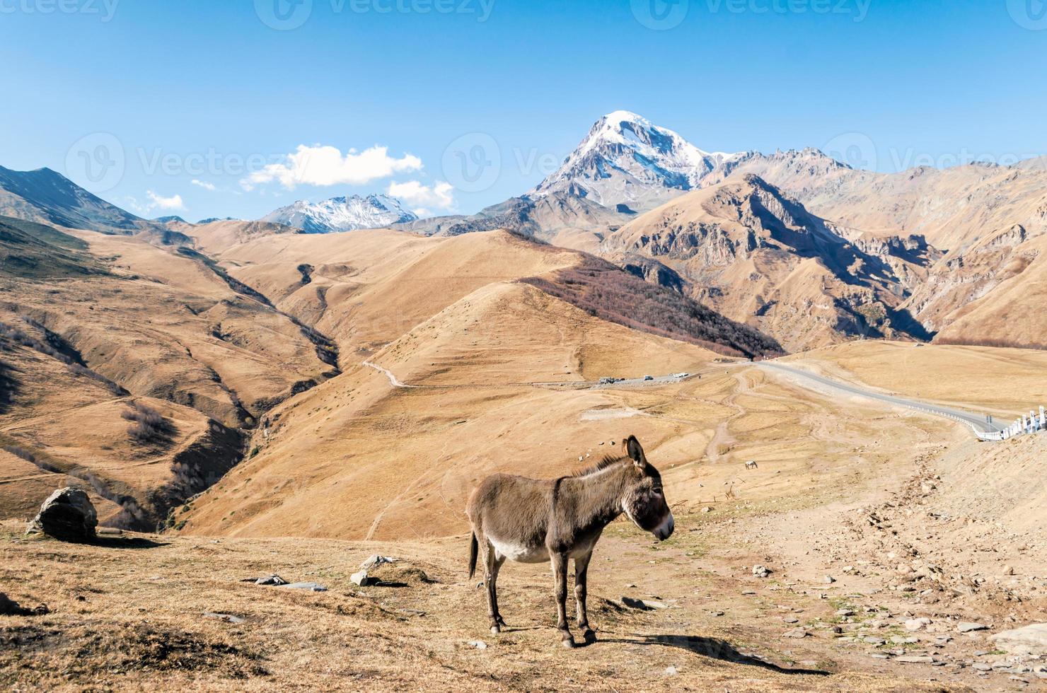 Donkey in the mountains photo