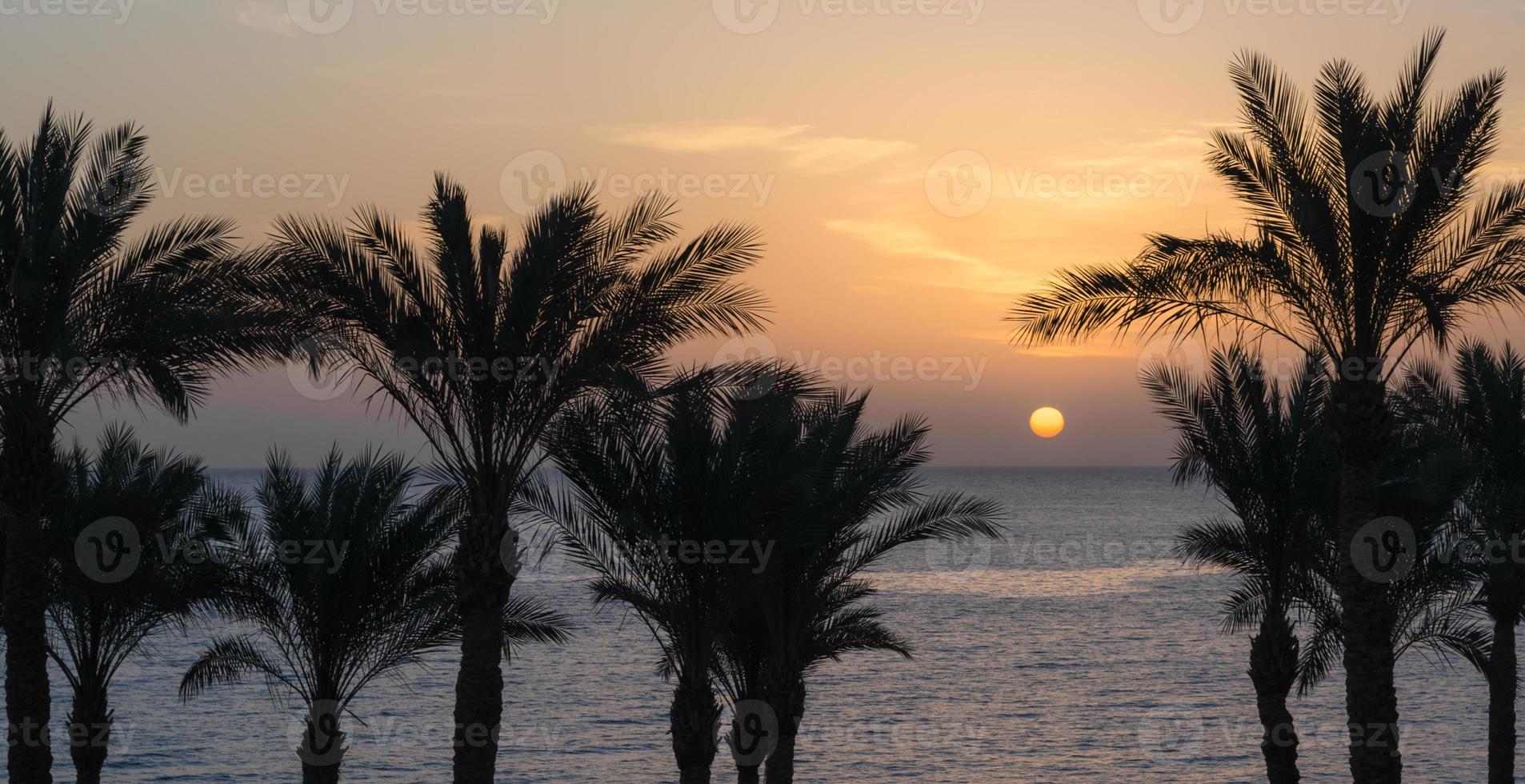 Palm tree silhouettes and sunset photo