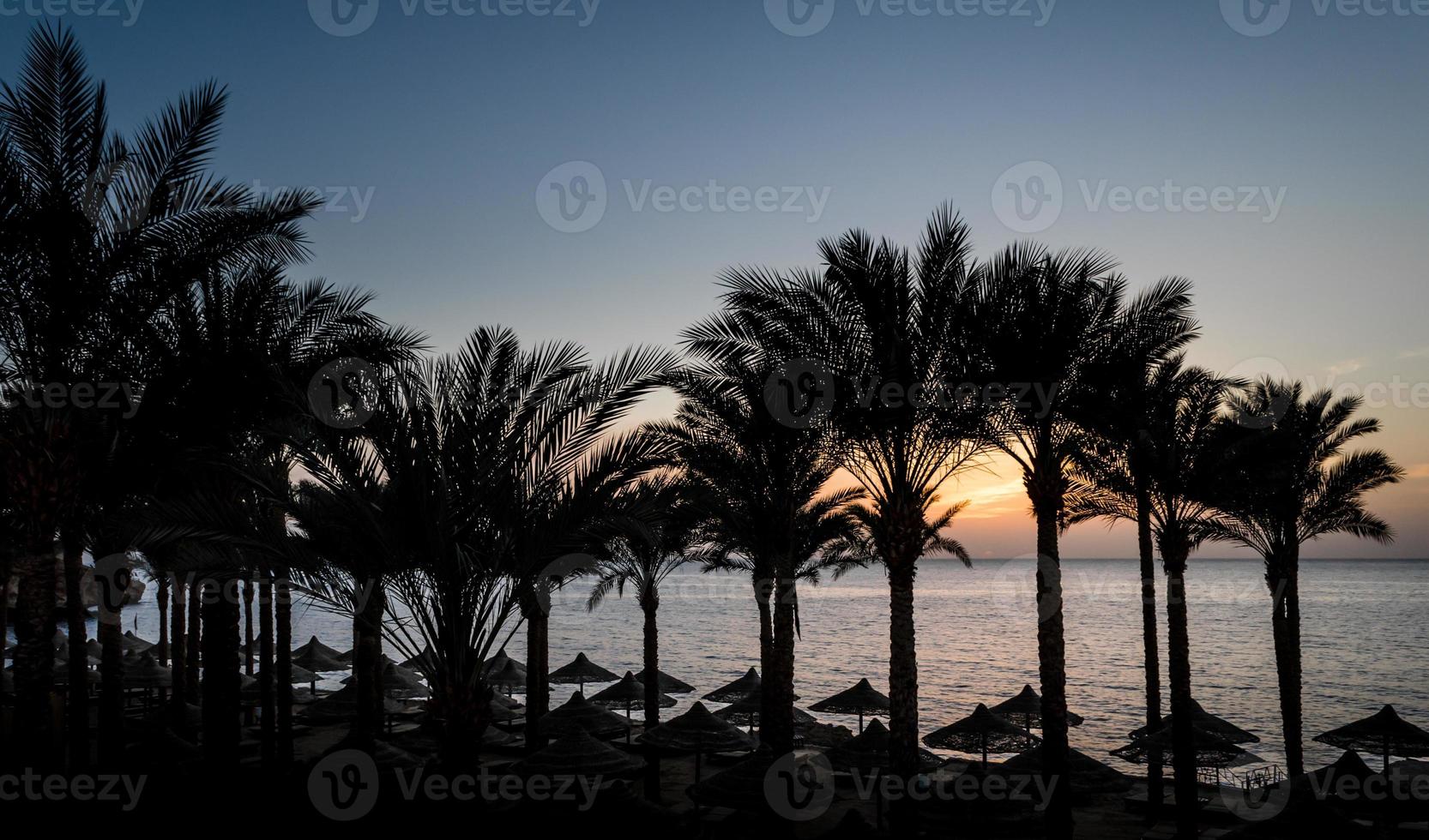 Palm trees and umbrellas at sunset photo