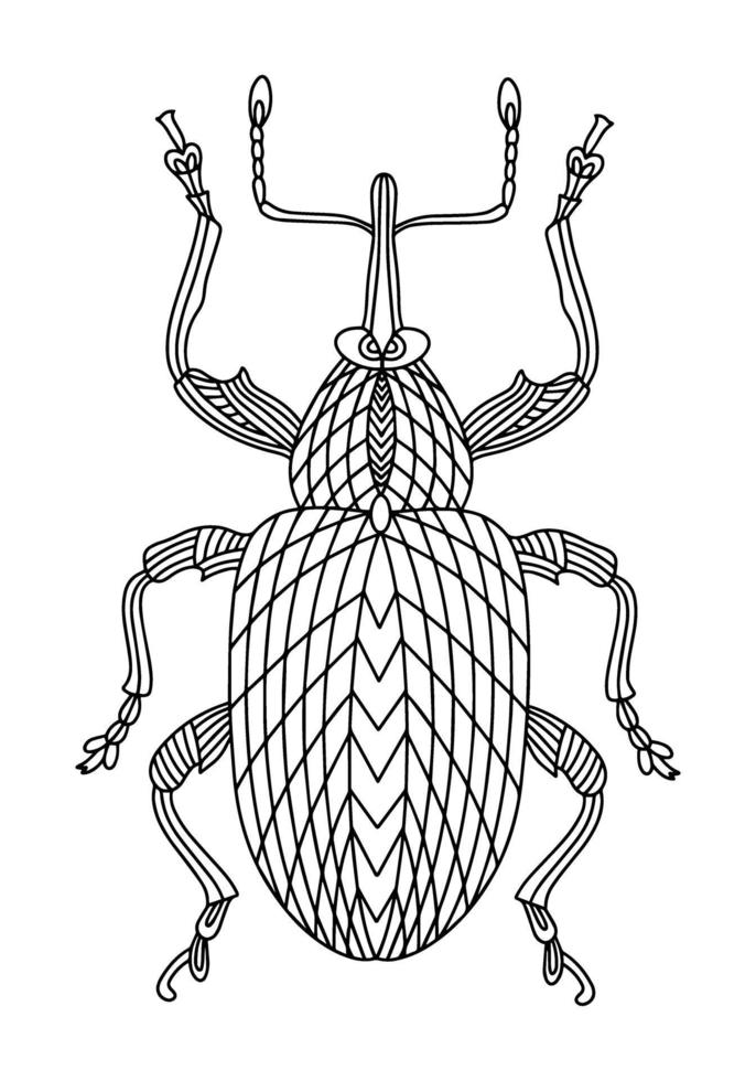 Walnut beetle linear coloring book illustration vector