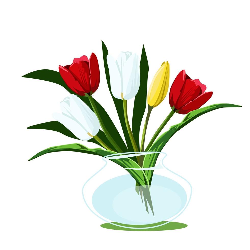 Tulips in a glass vase vector