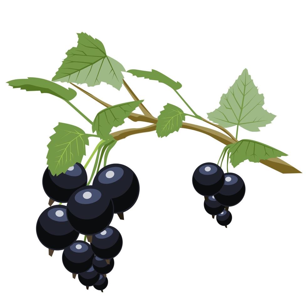 Black currant is a source of vitamin C vector