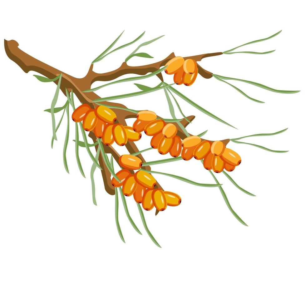 Sea Buckthorn branch with berries and leaves vector