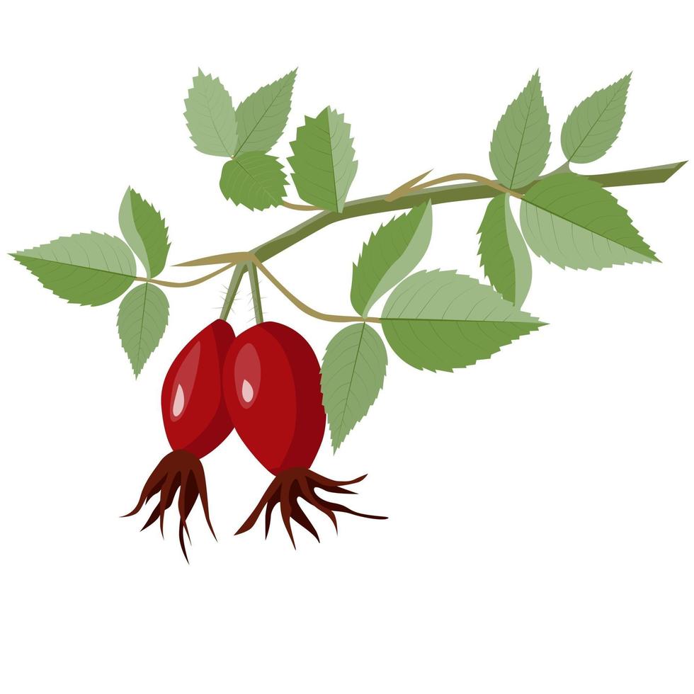 Rosehip fruit on a branch with leaves vector