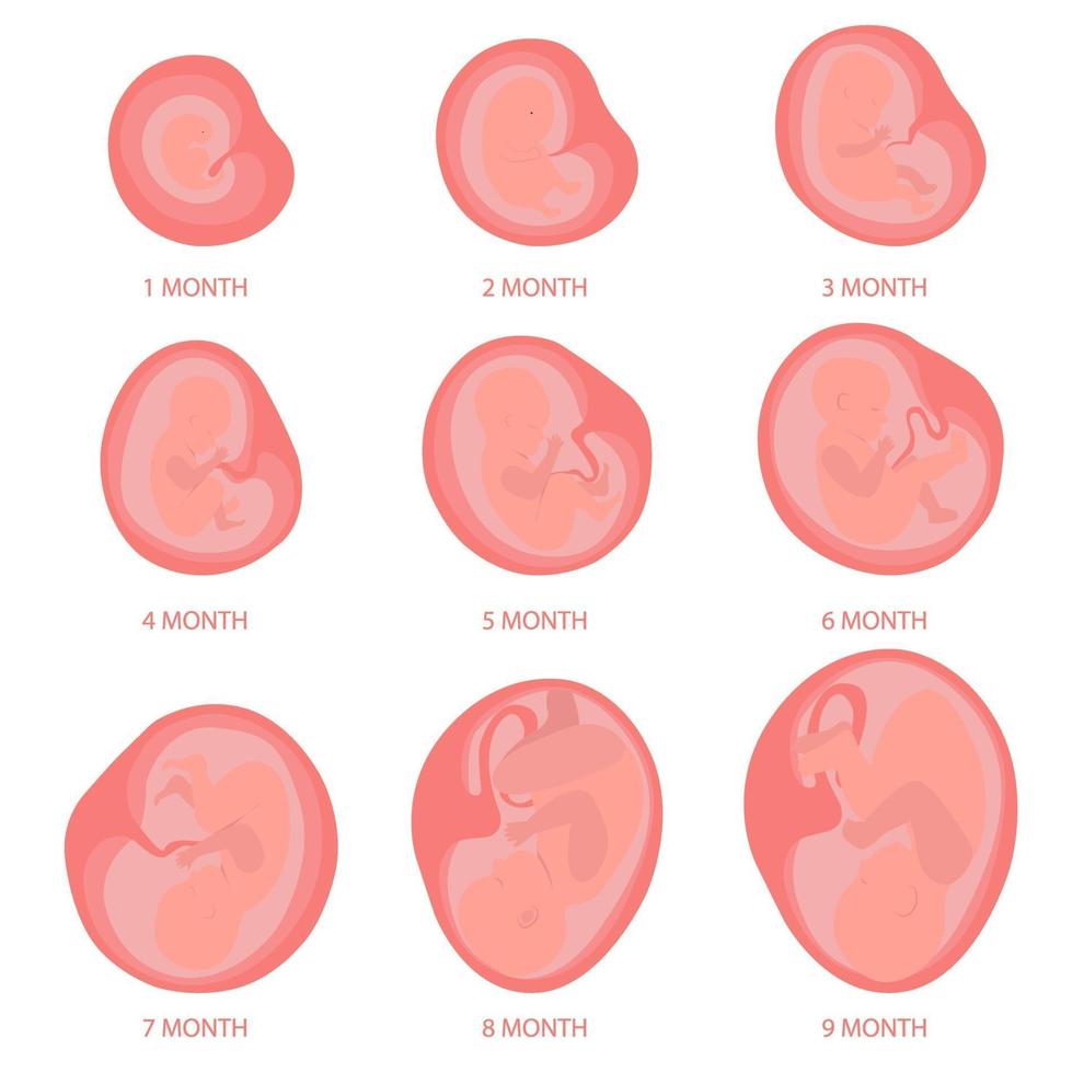 Baby in the womb from 1 to 9 month pregnancy. vector