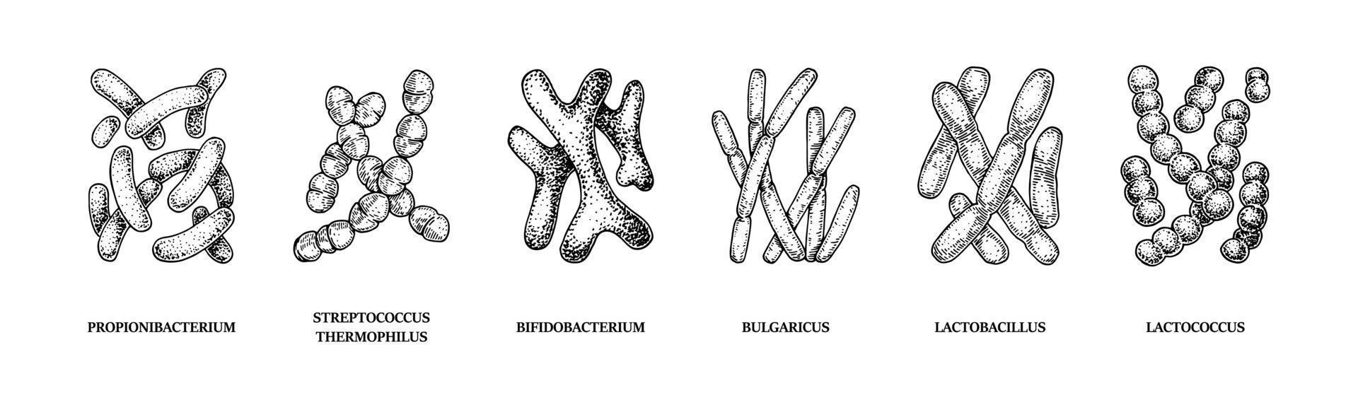 Set of hand drawn probiotics bacterias lactococcus, lactobacillus, bulgaricus, bifidobacterium, propionibacterium, streptococcus. Vector illustration in sketch style