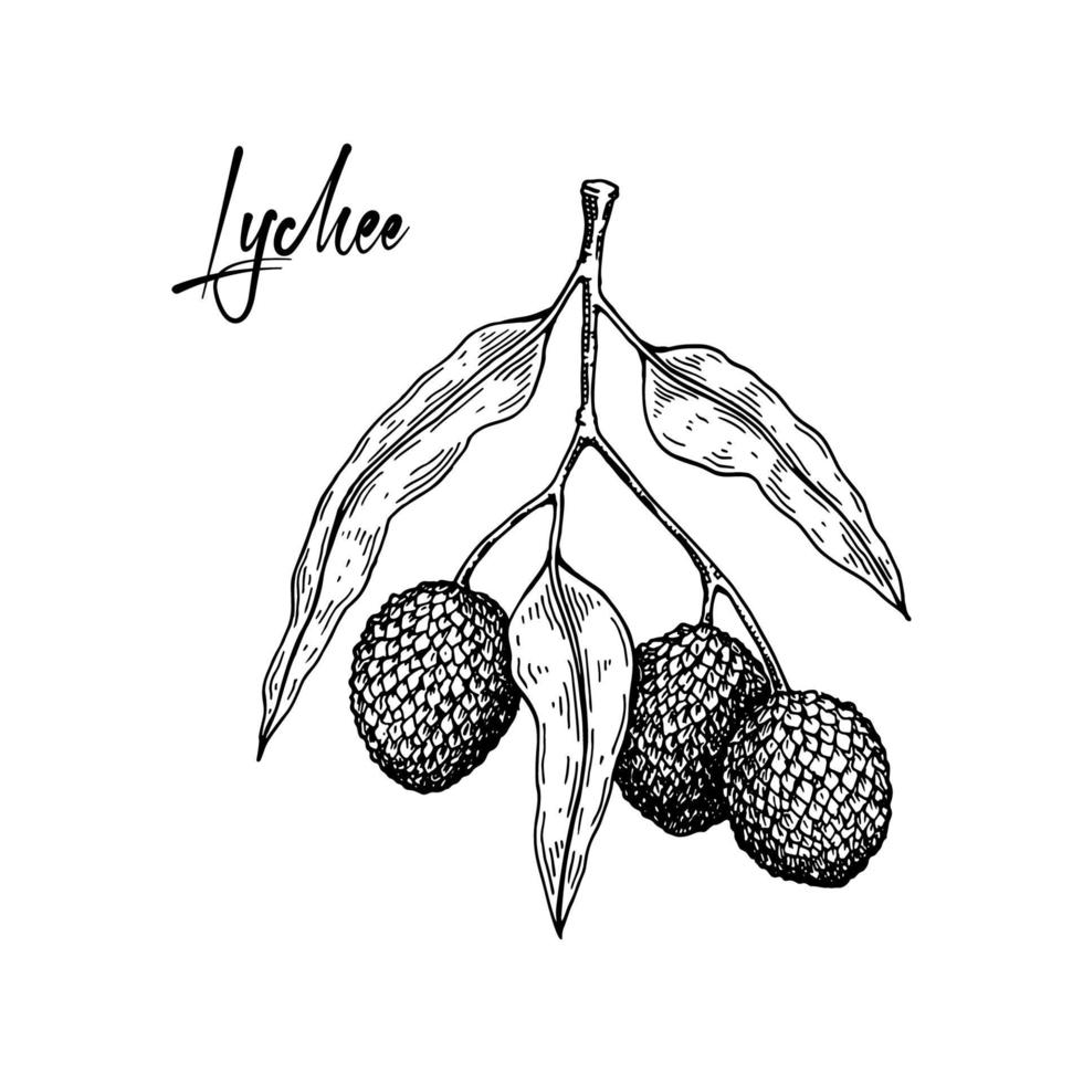 Hand drawn lychee branch isolated on white background. Vector illustration in detailed sketch style