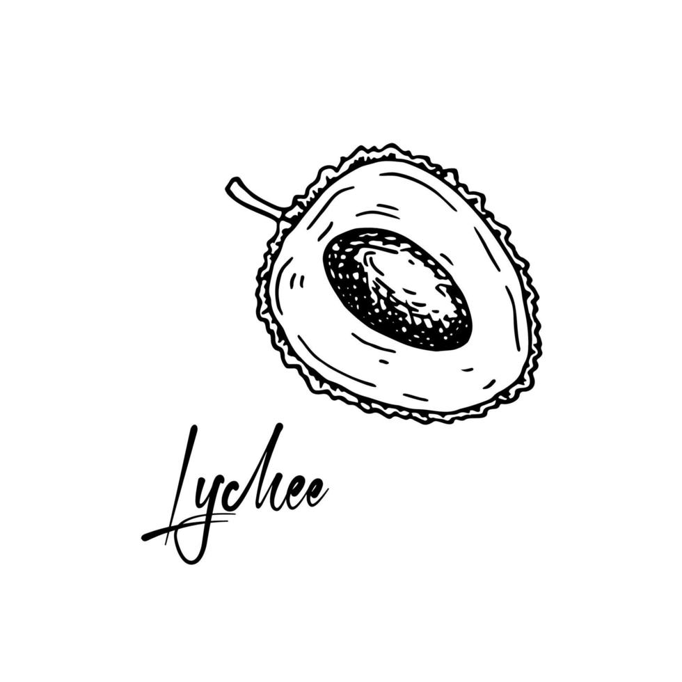 Hand drawn opened lychee fruit isolated on white background. Vector illustration in detailed sketch style