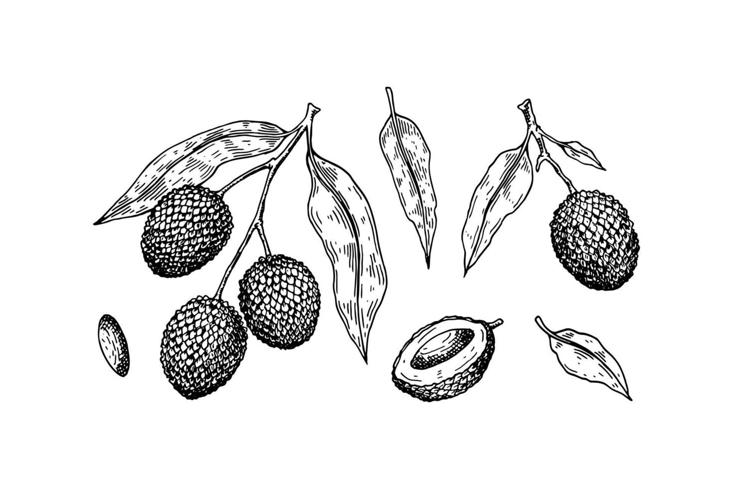 Set of hand drawn lychee fruits, branches and leaves isolated on white background. Vector illustration in detailed sketch style