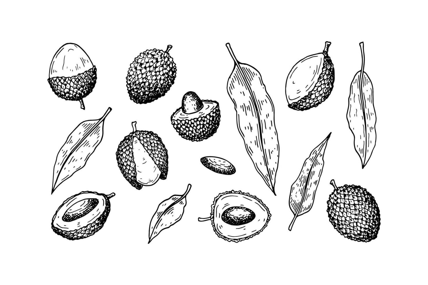 Set of hand drawn lychee fruits and leaves isolated on white background. Vector illustration in detailed sketch style