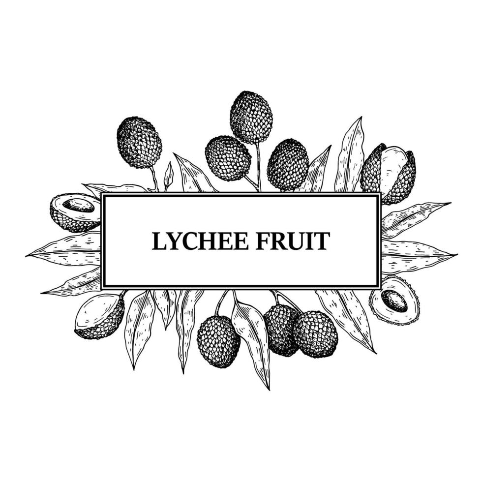 Hand drawn lychee design for packaging, banners, advertising, newsletters. Vector illustration in sketch style