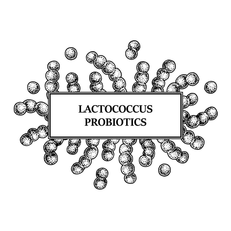 marco de bacterias lactococcus probiótico dibujado a mano. diseño de envases e información médica. ilustración vectorial en estilo boceto vector