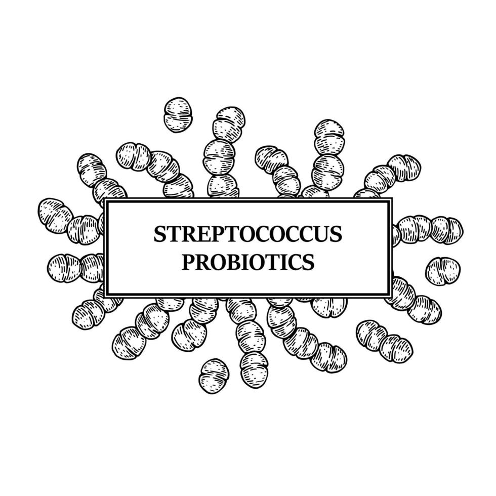 Hand drawn probiotic streptococcus bacteria frame. Design for packaging and medical information. Vector illustration in sketch style