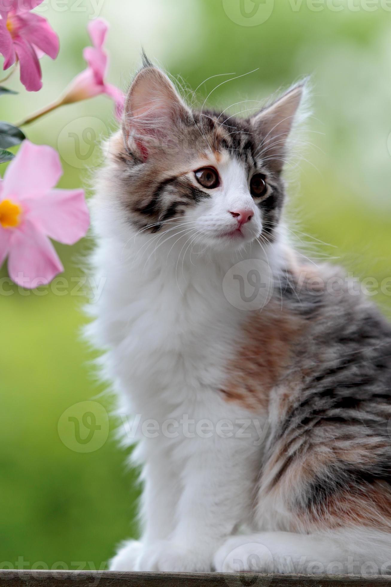 Norwegian forest cat kitten with pink flowers photo