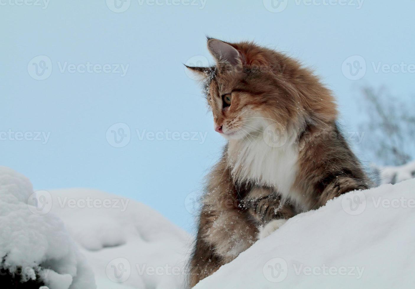 Norwegian forest cat female sitting on the top of a high white snowdrift photo