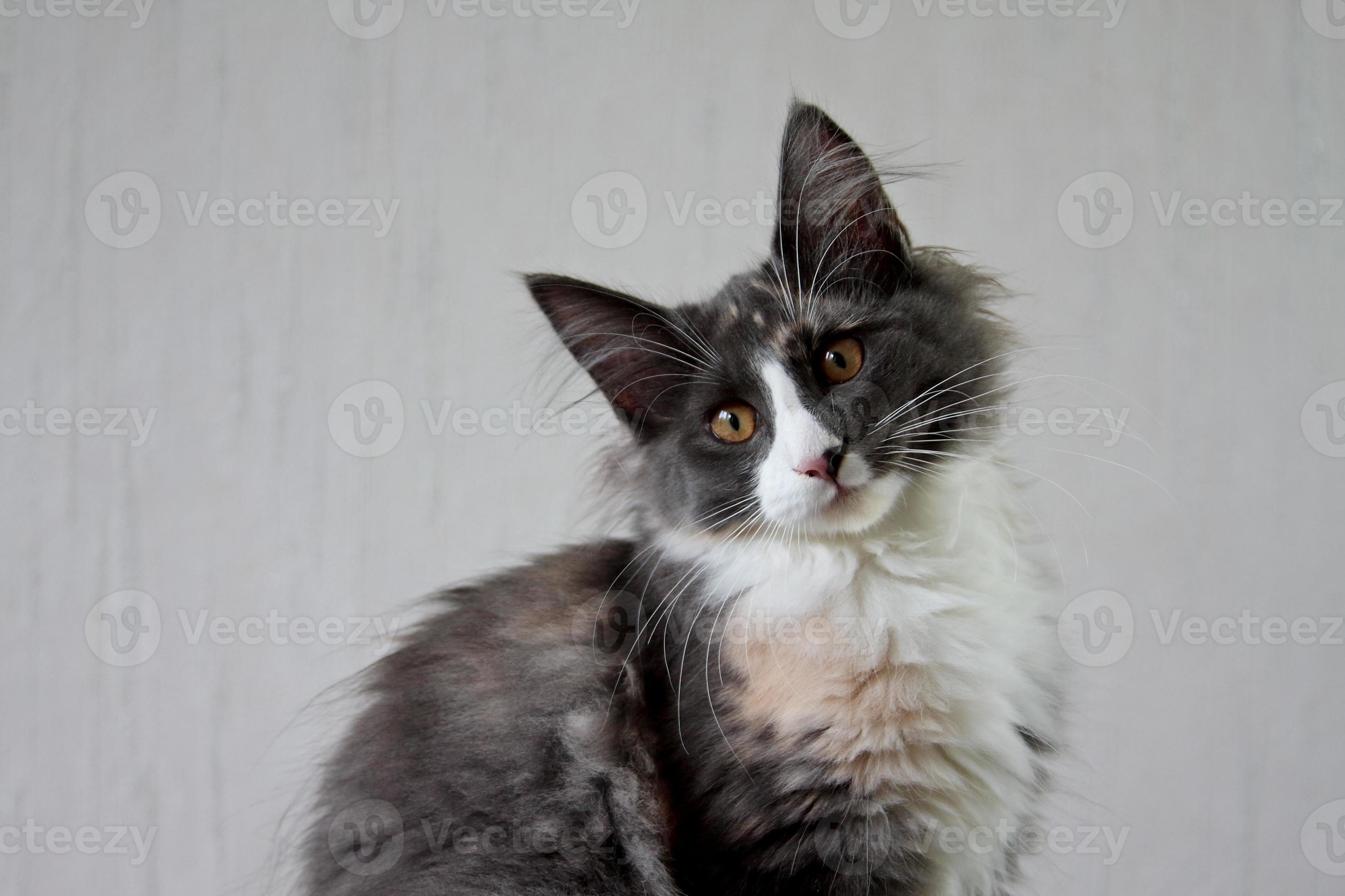 Norwegian forest cat kitten tilting its head 2206250 Stock Photo at