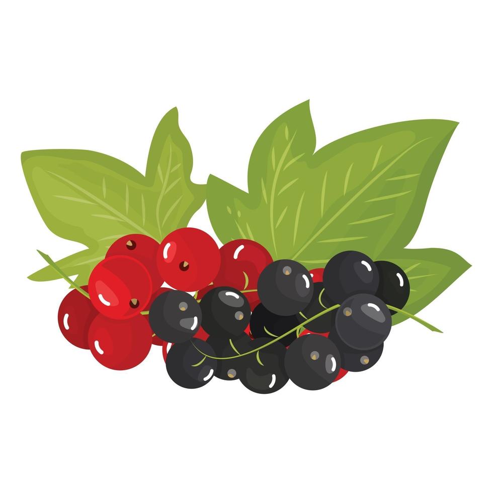 Branches of ripe red and black currants, isolated on a white background. Beautiful juicy berries. Kitchen utensils design element. Vector illustration
