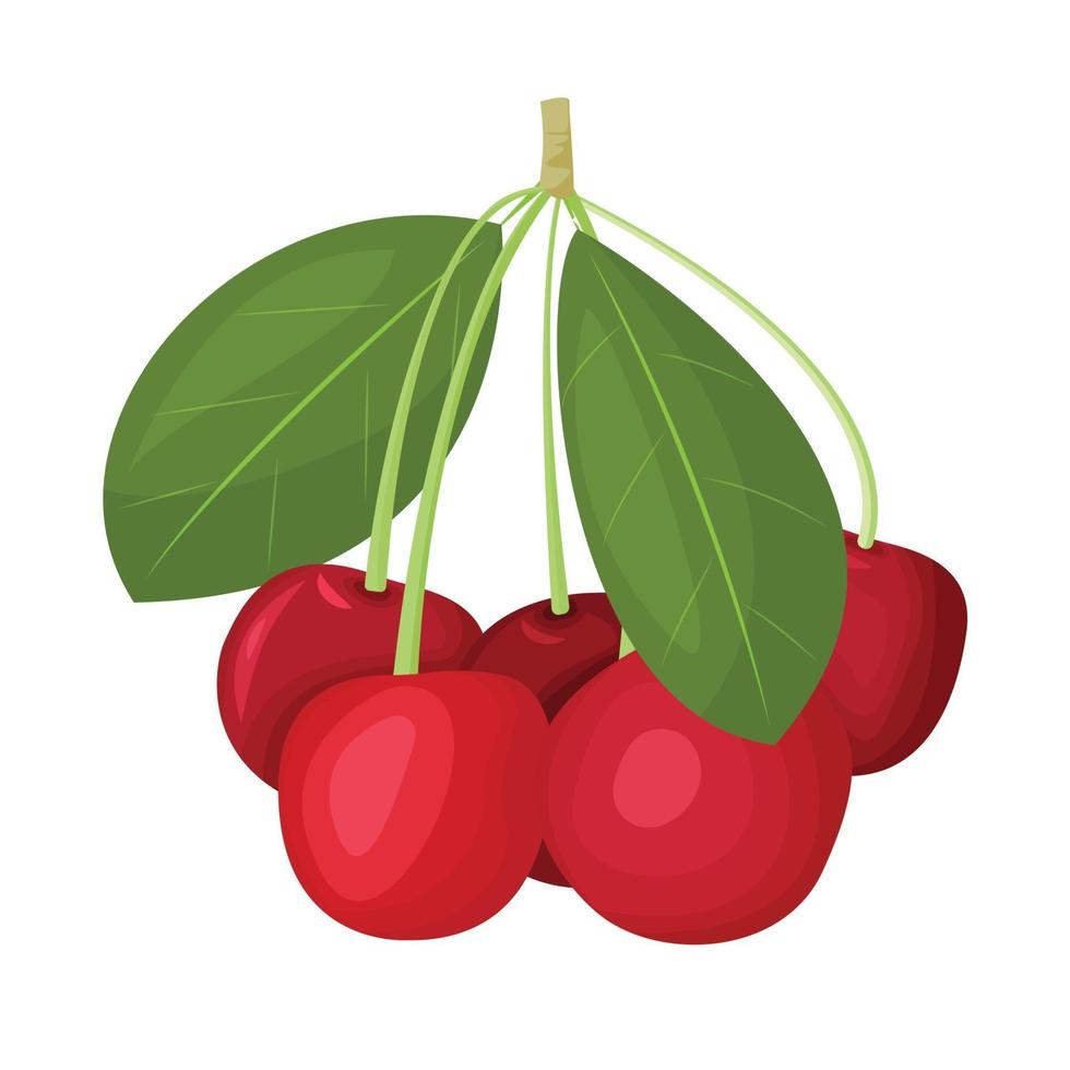 una rama de una cereza roja madura, aislada en un fondo blanco. hermosas bayas jugosas. elemento de diseño de utensilios de cocina. ilustración vectorial vector